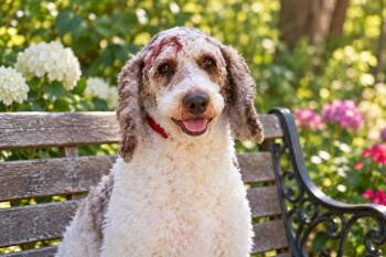 Finn -  Standard Poodle Dog for Adoption in Rockville, Maryland - Finn | PetCurious
