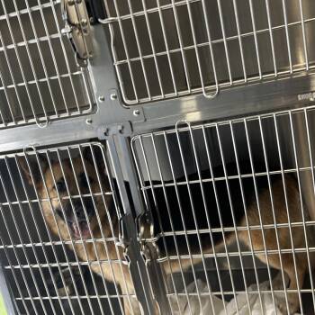 German Shepherd Dog Dogs Available for Adoption in Greensboro, North Carolina - DANE | PetCurious