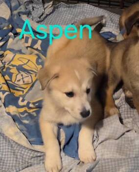 Husky and German Shepherd Dog Dogs Available for Adoption - ASPEN | PetCurious