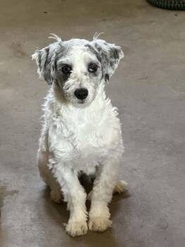 Cockapoo and Poodle Dogs Available for Adoption in Zanesville, Ohio - Magic | PetCurious