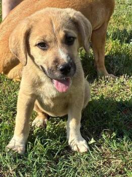 German Shepherd Dog and Great Pyrenees Dogs Available for Adoption in New Baltimore, Michigan - Banana | PetCurious