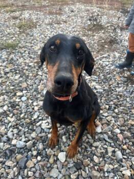 Rescue Doberman Pinscher Dogs for Adoption in Pocatello, Idaho - Nala | PetCurious