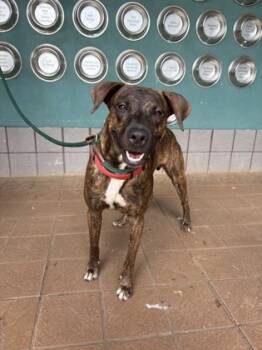 Rescue Pit Bull Terrier and Mixed Breed Dogs for Adoption in Honolulu, Hawaii - Elvis Presley | PetCurious