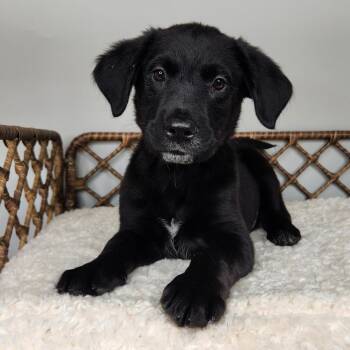 Suds -  Black Labrador Retriever Dog for Adoption in Fort Wayne, Indiana - Suds | PetCurious