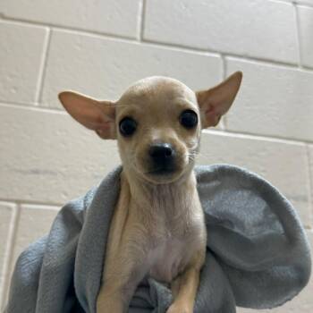 Lucy -  Chihuahua and Mixed Breed Dog for Adoption in Reno, Nevada - Lucy | PetCurious
