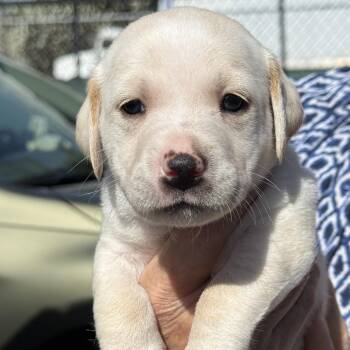 Charles -  Dachshund Dog for Adoption in Fresno, California - Charles | PetCurious