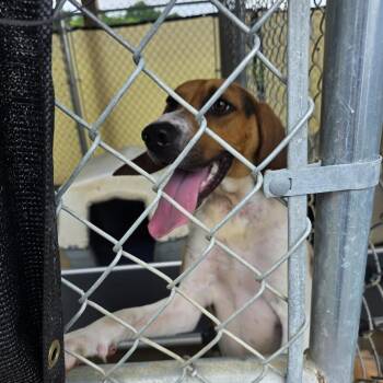 TNGC-Stray-1257 -  Treeing Walker Coonhound Dog for Adoption in Pulaski, Tennessee - TNGC-Stray-1257 | PetCurious