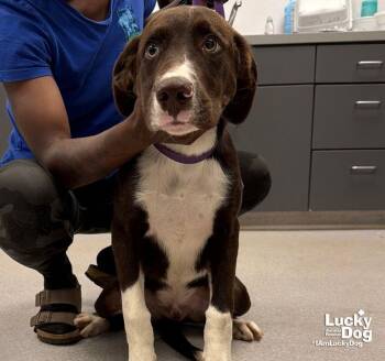 Jake -  Labrador Retriever Dog for Adoption in Washington, District Of Columbia - Jake | PetCurious