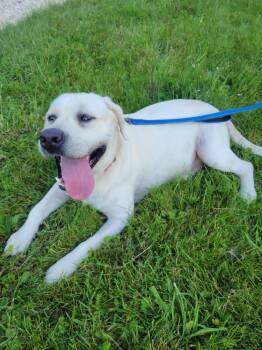 Rescue Yellow Labrador Retriever Dogs for Adoption in Medina, Ohio - Bear-Not Accepting Applications Yet! | PetCurious