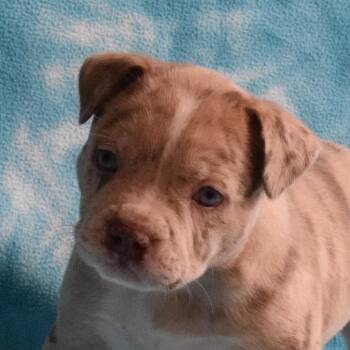Winnipeg -  Australian Cattle Dog Blue Heeler and Mixed Breed Dog for Adoption in Eureka, California - Winnipeg | PetCurious