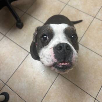 Dior -  Pit Bull Terrier Dog for Adoption in Pekin, Illinois - Dior | PetCurious