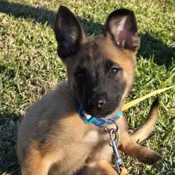Crosby -  Belgian Shepherd Malinois and Dutch Shepherd Dog Available for Adoption in Bellaire, Texas - Crosby | PetCurious