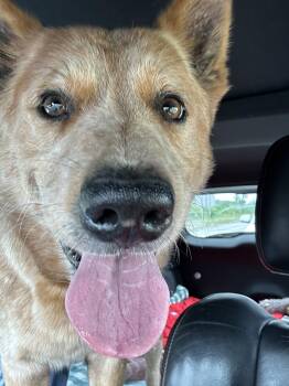 Drake -  Cattle Dog Dog for Adoption in Magnolia, Texas - Drake | PetCurious