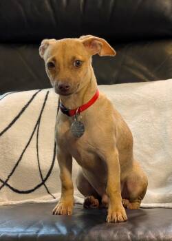 Rescue Chiweenie Dogs for Adoption in Houston, Texas - Groundhog Aka Pip | PetCurious