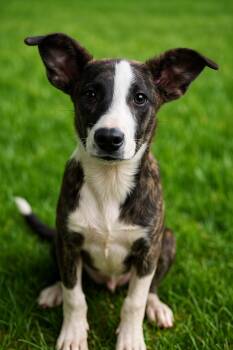 Rescue Australian Cattle Dog Blue Heeler Dogs for Adoption in Rochester, New York - Rusty | PetCurious