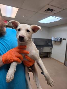 Casper -  German Shepherd Dog and Labrador Retriever Dog for Adoption in Nacogdoches, Texas - Casper | PetCurious