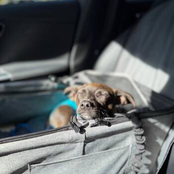 Dachshund and Mixed Breed Dogs Available for Adoption in San Diego, California - Cody | PetCurious
