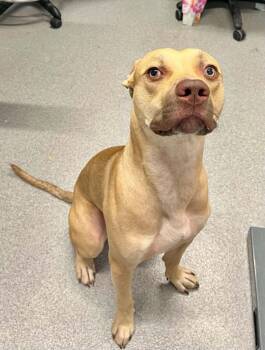 Riley -  Mixed Breed Dog for Adoption in Moundsville, West Virginia - Riley | PetCurious