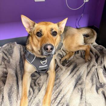 Bayou D11377 -  German Shepherd Dog Dog for Adoption - Bayou D11377 | PetCurious