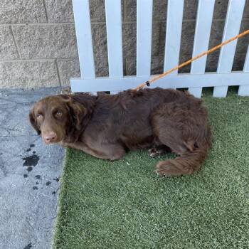 STETSON -  Chesapeake Bay Retriever and Mixed Breed Dog for Adoption in Modesto, California - STETSON | PetCurious