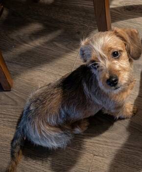 Hazel -  Norfolk Terrier and Border Terrier Dog for Adoption in Gainesville, Virginia - Hazel | PetCurious