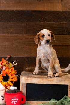 Rescue Hound Dogs for Adoption in Brighton, Colorado - 964-25 | PetCurious