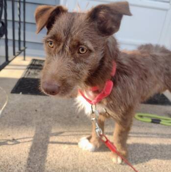 Corgi and Terrier Dogs Available for Adoption in Brooklyn Center, Minnesota - Brownie | PetCurious