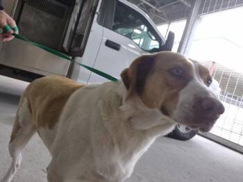 Rescue Labrador Retriever and Mixed Breed Dogs for Adoption in Texas City, Texas - DAISY | PetCurious