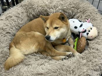 Shiba Inu Dogs Available for Adoption - Skor | PetCurious