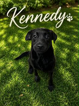 Liner -  Terrier Dog for Adoption in Bowie, Texas - Liner | PetCurious