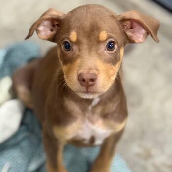 buck -  Hound and Mixed Breed Dog for Adoption in Parrish, Alabama - Buck | PetCurious