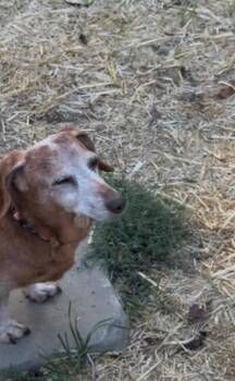 Rescue Dachshund Dogs for Adoption in Georgetown, Kentucky - ABBY | PetCurious