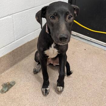 Pickles -  Mixed Breed Dog for Adoption in Ardmore, Oklahoma - Pickles | PetCurious