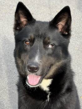 Ace -  Border Collie and Siberian Husky Dog for Adoption in Anderson, Indiana - Ace | PetCurious