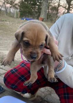 Terrier Dogs Available for Adoption - Billy 26D-060 | PetCurious