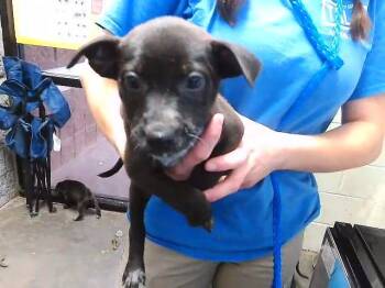 Australian Cattle Dog Blue Heeler and German Shepherd Dog Dogs Available for Adoption in Tulsa, Oklahoma - CLARK | PetCurious