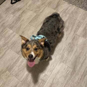 Finley D12387 -  Corgi and Australian Shepherd Dog for Adoption - Finley D12387 | PetCurious