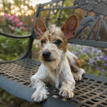 Bradley -  Wirehaired Terrier Dog for Adoption in Dalton, Georgia - Bradley | PetCurious