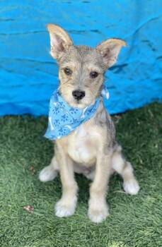 Terrier Dogs Available for Adoption in Rowland Heights, California - Leo | PetCurious