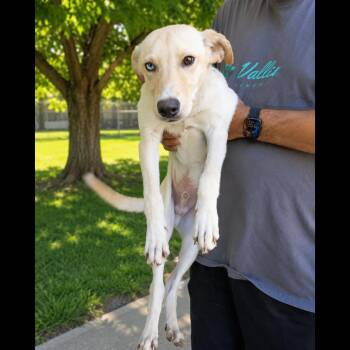 Pancake -  Labrador Retriever Dog for Adoption in Rochester, New York - Pancake | PetCurious