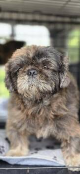 Gizmo -  Shih Tzu Dog for Adoption in Southlake, Texas - Gizmo | PetCurious
