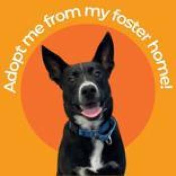 Mixed Breed Dogs Available for Adoption in Hilliard, Ohio - Bam Bam | PetCurious