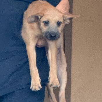 Honey -  Terrier Dog for Adoption in Birmingham, Alabama - Honey | PetCurious