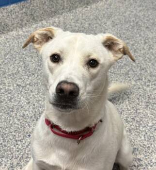 Labrador Retriever Dogs Available for Adoption in Golden, Colorado - Laurie | PetCurious