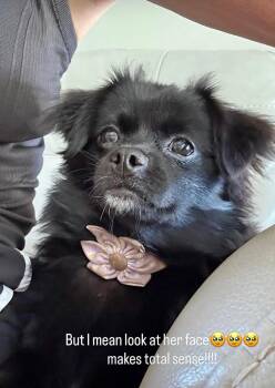 Rue -  Pomeranian and Chihuahua Dog for Adoption in Lexington, Kentucky - Rue | PetCurious