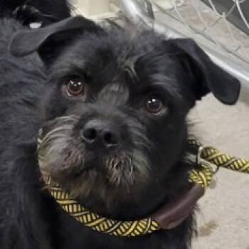 Rescue Mixed Breed Dogs for Adoption in Las Cruces, New Mexico - 100248 | PetCurious