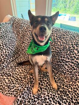 Loki -  Siberian Husky Dog for Adoption in Spring, Texas - Loki | PetCurious