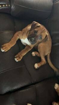 Taffy -  Boxer and German Shepherd Dog Dog for Adoption in Denver, Colorado - Taffy | PetCurious
