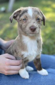 Australian Shepherd and Yorkshire Terrier Dogs Available for Adoption in Dalworthington Gardens, Texas - Truvy (Dolly PAWton Litter) | PetCurious