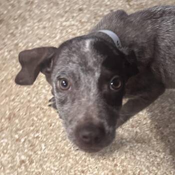 Roman Reigns -  German Shorthaired Pointer and Cattle Dog Dog for Adoption in Reno, Nevada - Roman Reigns | PetCurious